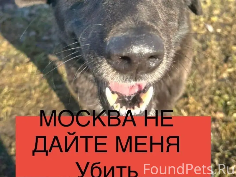 Найденна собака, Домодедово