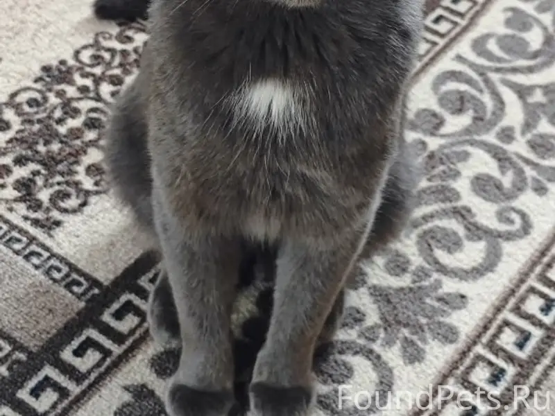 Пропал кот Буся