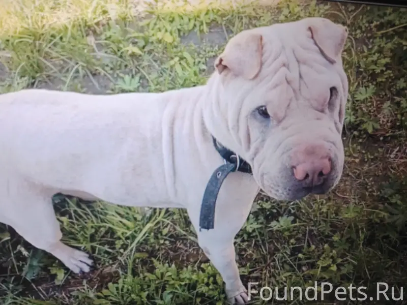 Пропал шарпей Ферит, белый окрас