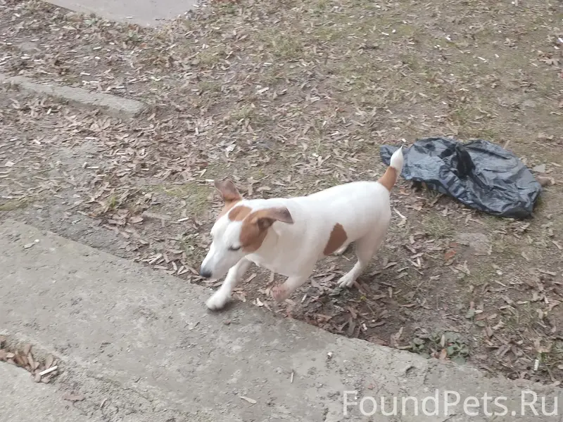 Найден пёс, остановка Электроаппаратура