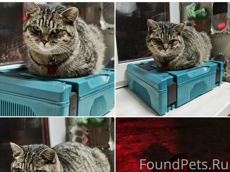 Пропала кошка Ася, Жигулёвск/Тольятти