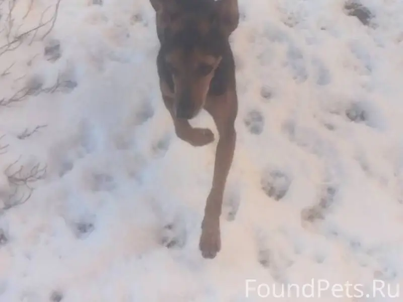 Пропал Микки, Парфентьево