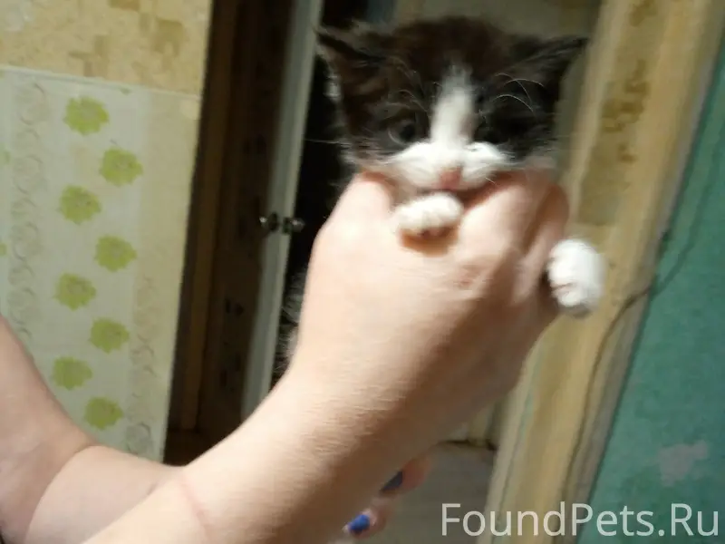 Найден котёнок, мальчик, около 2 месяцев