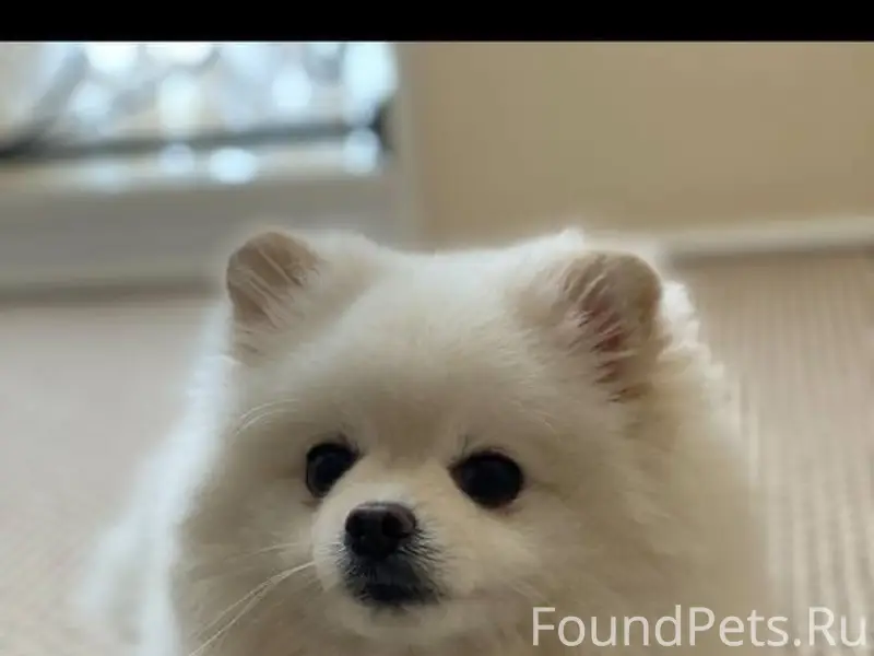 Пропал пёс Боня, Старгород