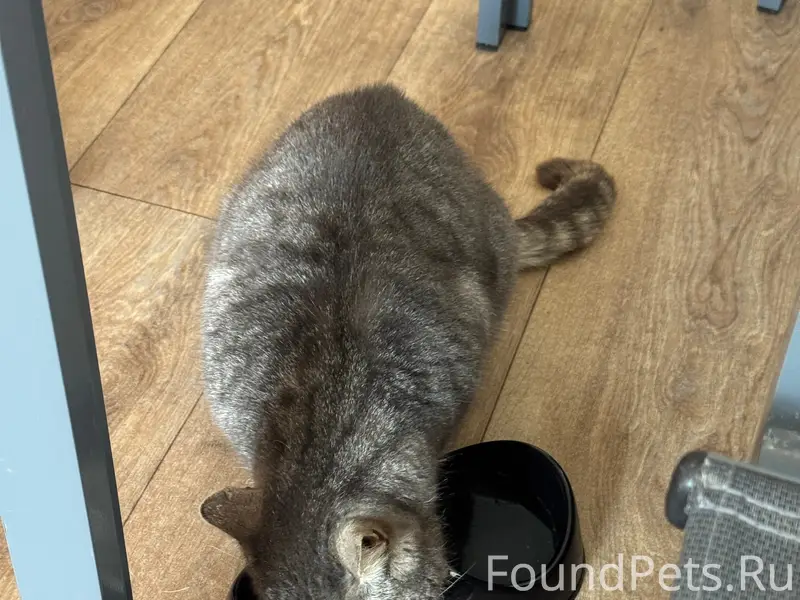 Найдена кошка, похожа на британку, Супонево-Антоновка