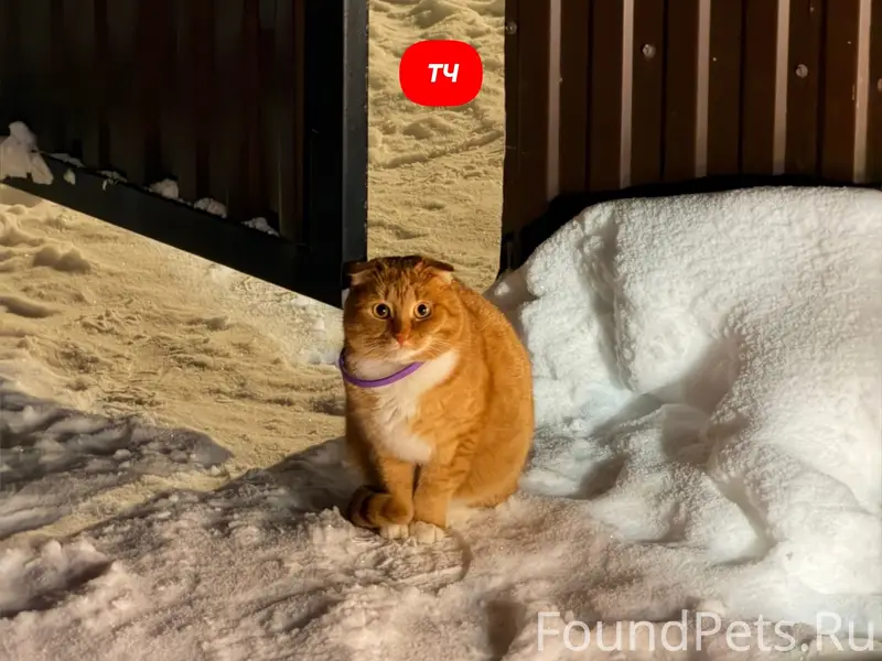 Пропал кот, Малково, ул. Российская