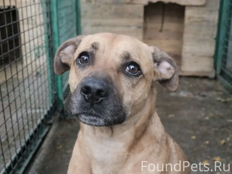 Найден пёс, Минск, Лошицкий парк