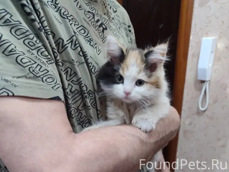 Найден котёнок, район магазина «Чижик»