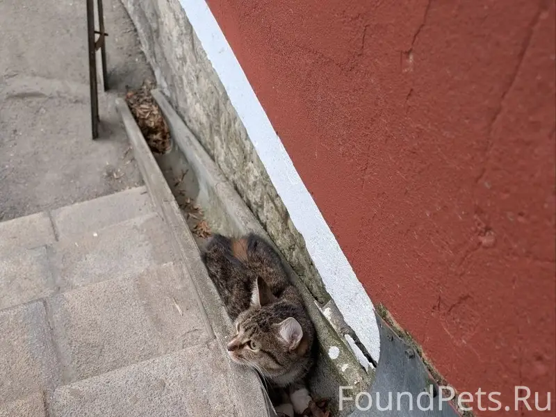 Найден кот или кошка на Яна фабрициуса 2/17