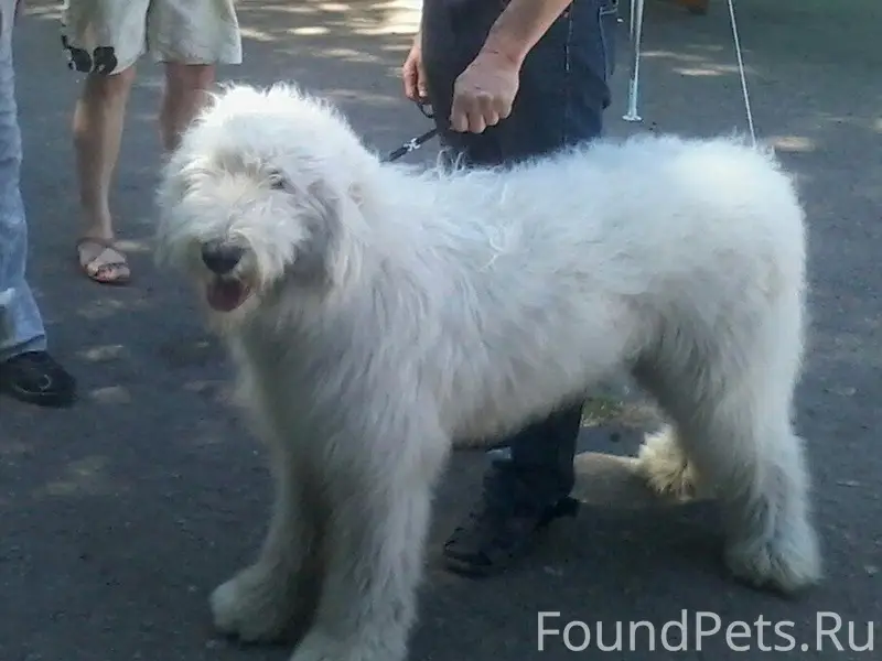 Пропал Урик (Южнорусская овчарка), Заречный