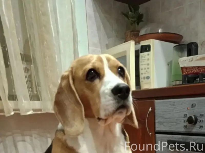 Пропала Бигль Тата, Частинский район