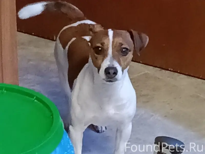 Пропала собака