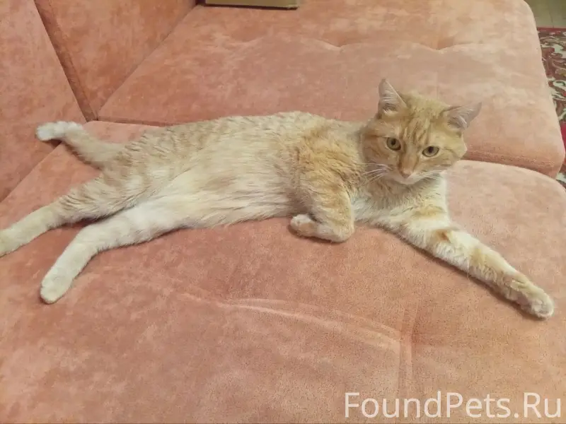 Пропал рыжий кот Рыжик, Зеленоград