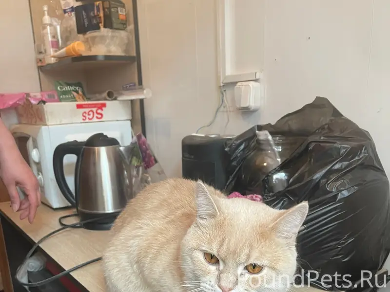 Найдена кошка, Волжский, улица Карбышева