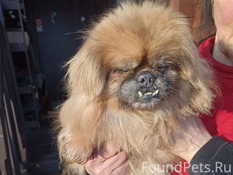 Найдена собака, Правда