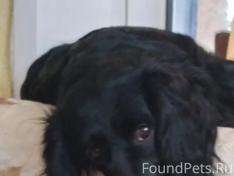 Пропал русский спаниэль Локи, 2-я Набережная