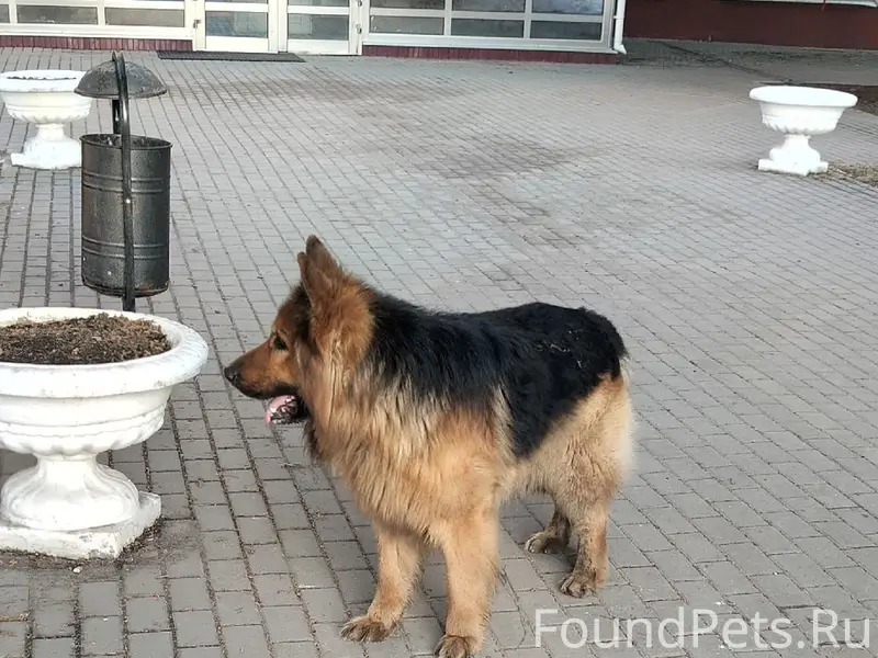 Пропал кобель-овчарка Гай, Советский район