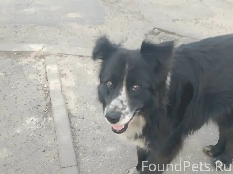 Пропала собака, улица Орджоникидзе