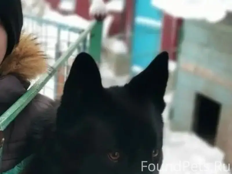 Пропал Арчик, чёрный с белой грудкой, район Дом Обороны