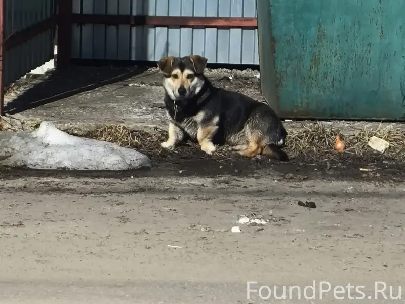 Пропала собака, ул. 1-я Лесная