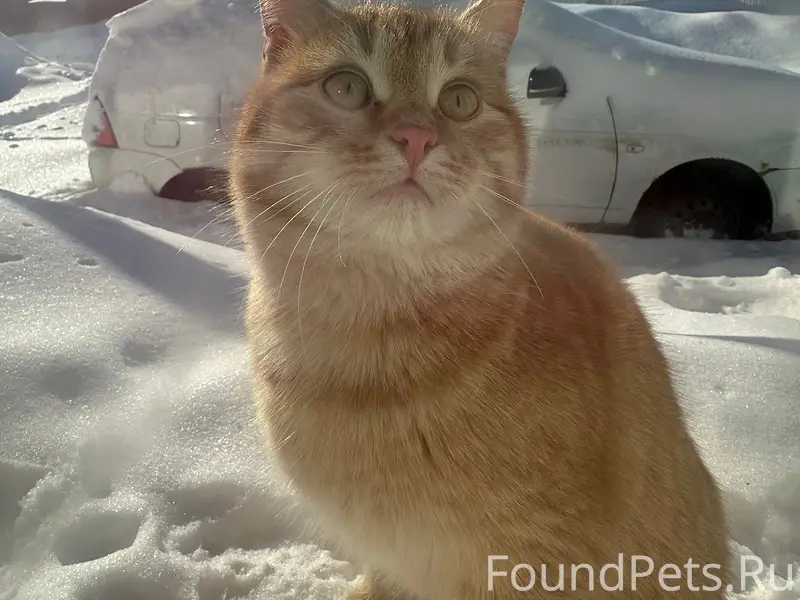 Пропал рыжий кот Феликс, около Дарьи
