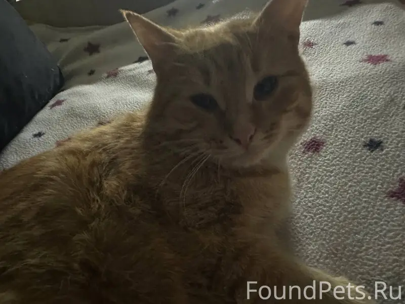 Пропал рыжий кот Феликс, около Дарьи