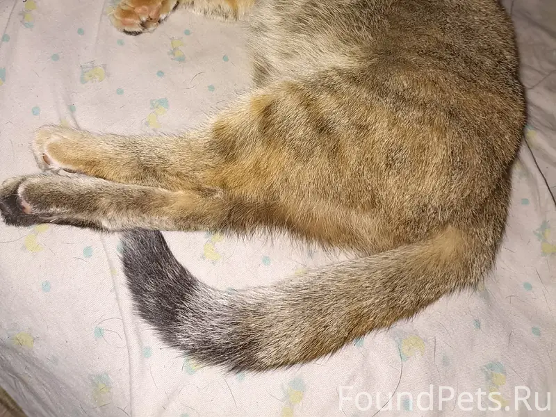 Пропала трёхшёрстная кошка, район ул. Белинского