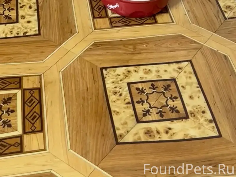 Пропала кошка Туся, деревня Устье