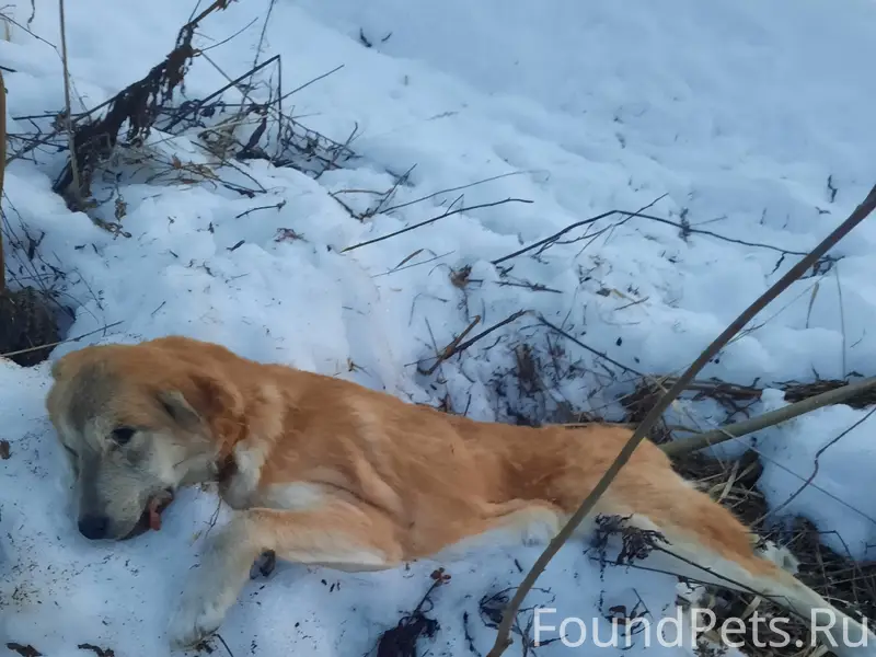 Найдена собака, конец посёлка