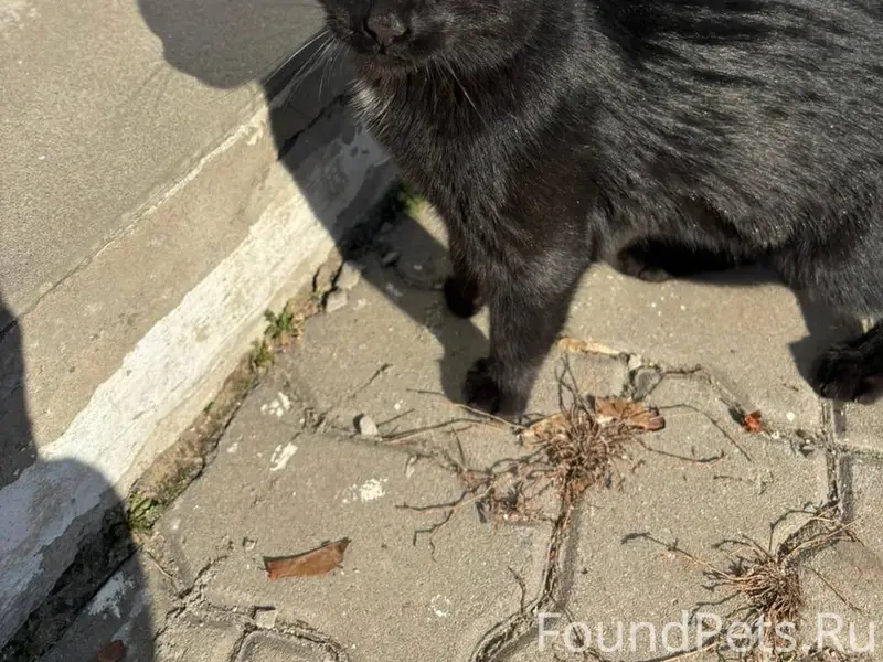 Найден чёрный кот, район ТЦ «21 век»