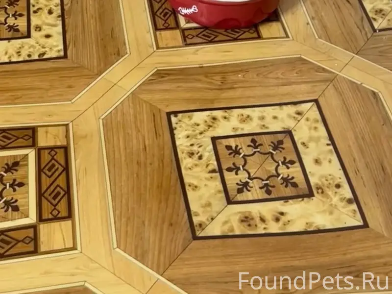 Пропала кошка Туся, деревня Устье