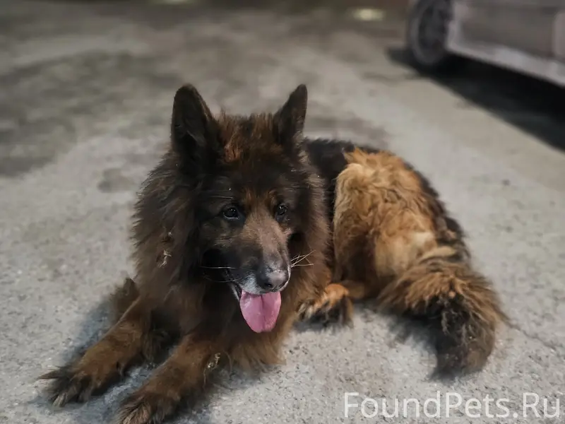 Пропала собака, Куйбышевский район