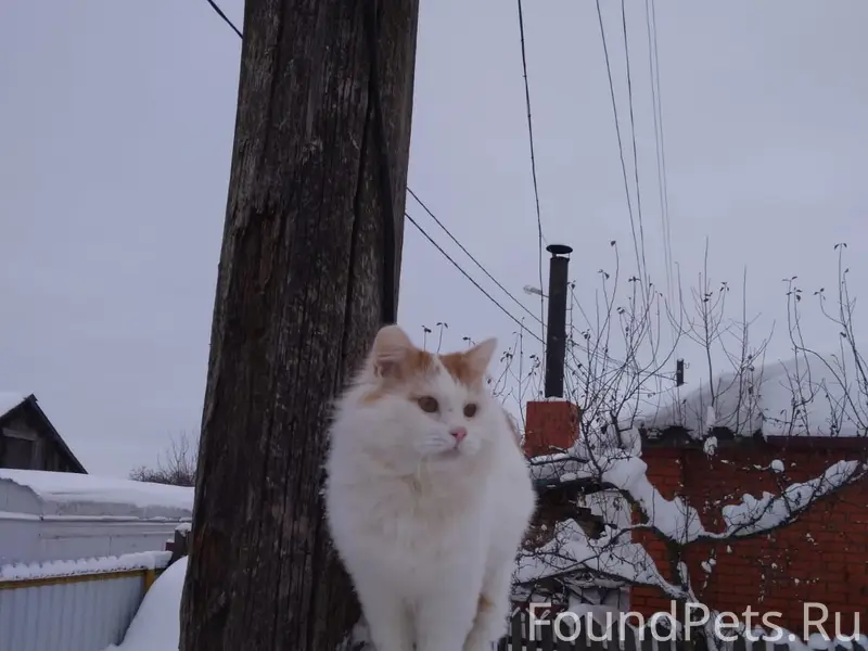 Пропал метис бобтейла Леня, Д. Урванка