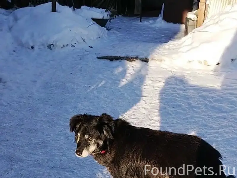 Пропал черно-белый мальчик, Псковкирпич