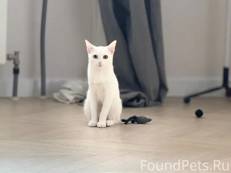 Пропала кошка Бася, ул. Фадеева