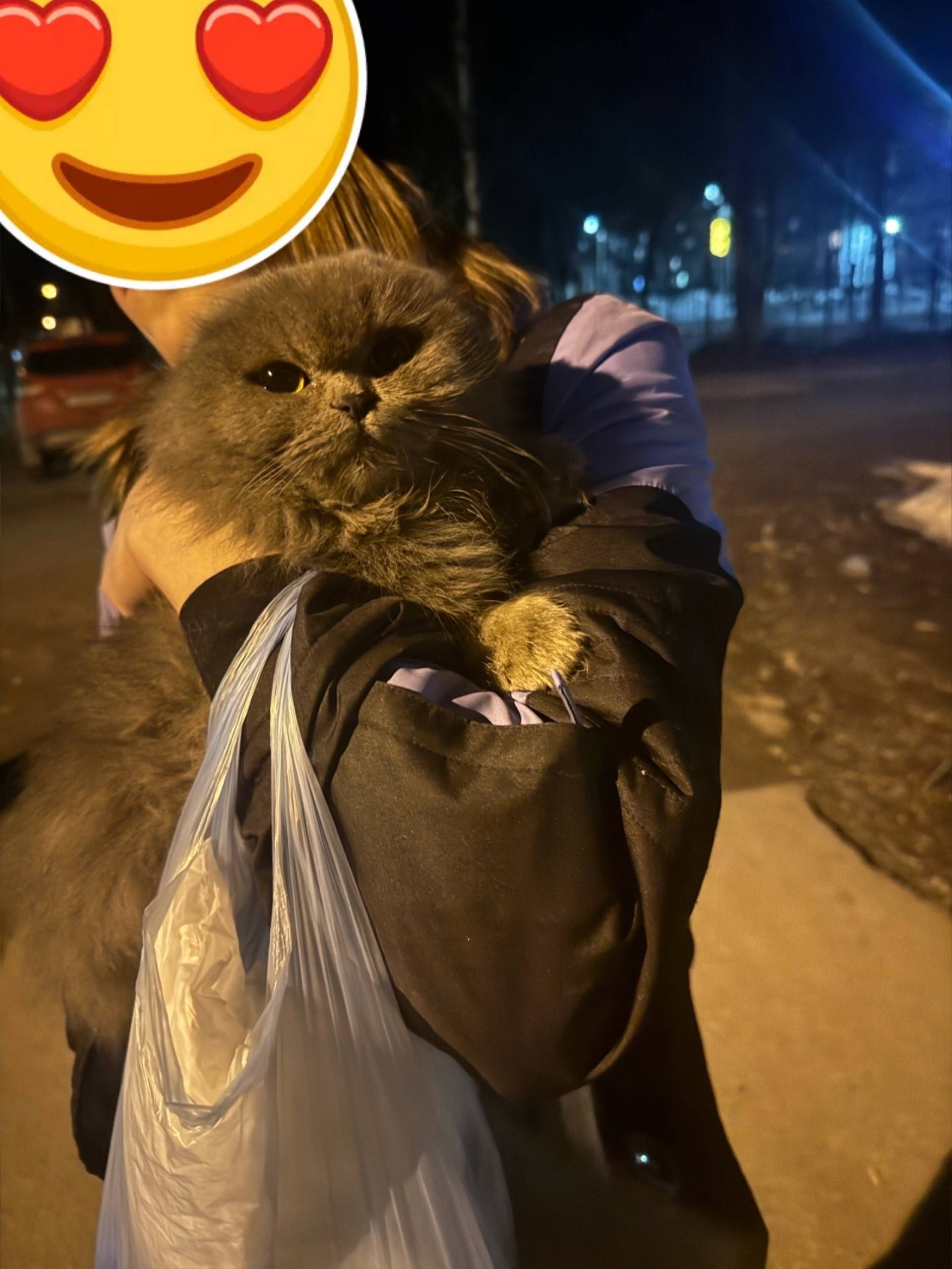 Найдена кошка, г. Петушки