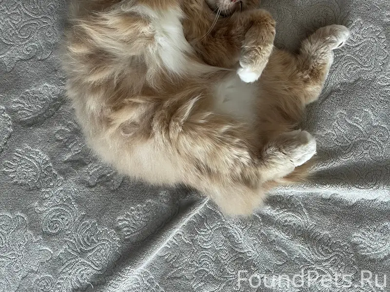 Пропал кот, рыжий бесхвостый, улица Докучаева