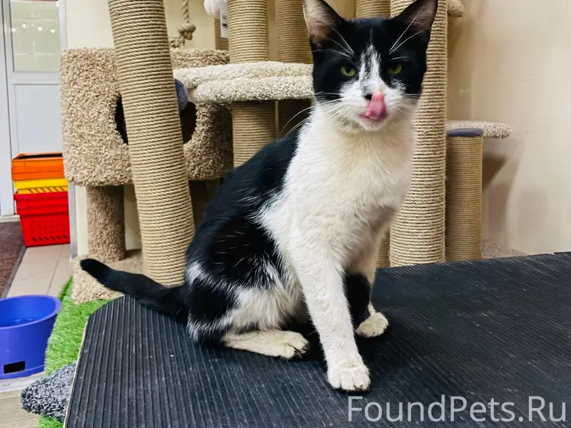 Найдена кошка, район 6-ой просеки