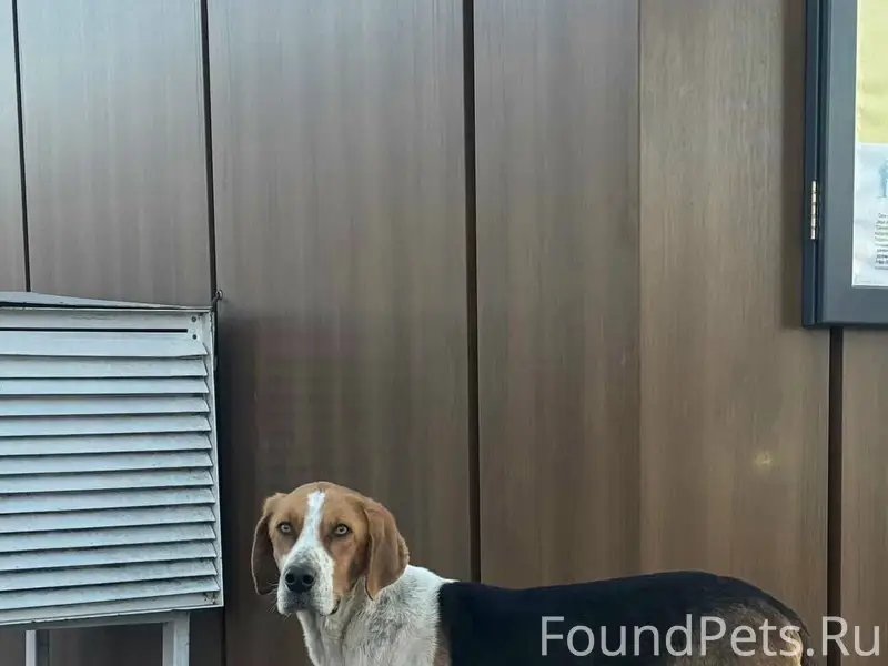 Найден пёс, Плавский район