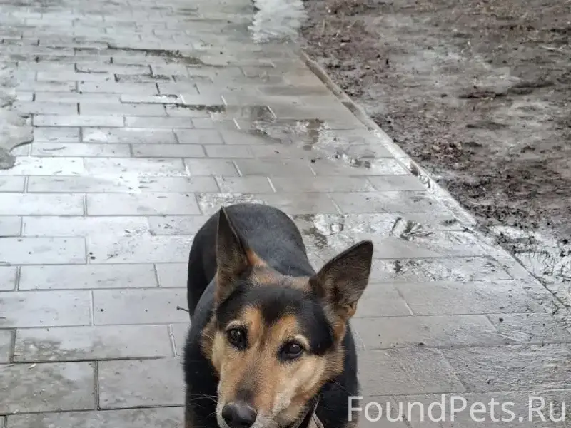 Пропала собака, пересечение Кирова-Краснознаменной