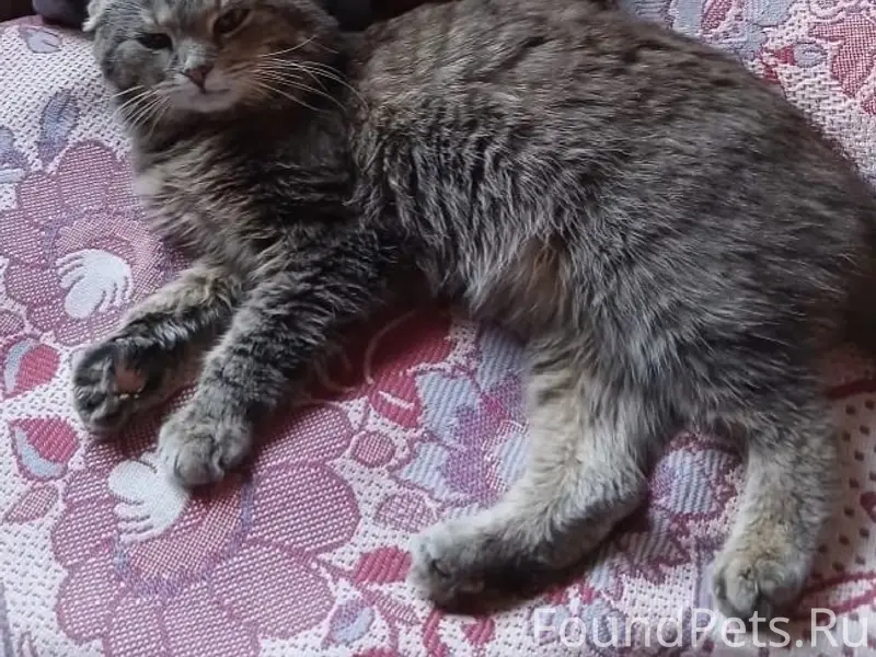 Пропал вислоухий шотландец Бабуля, с/х Детскосельский