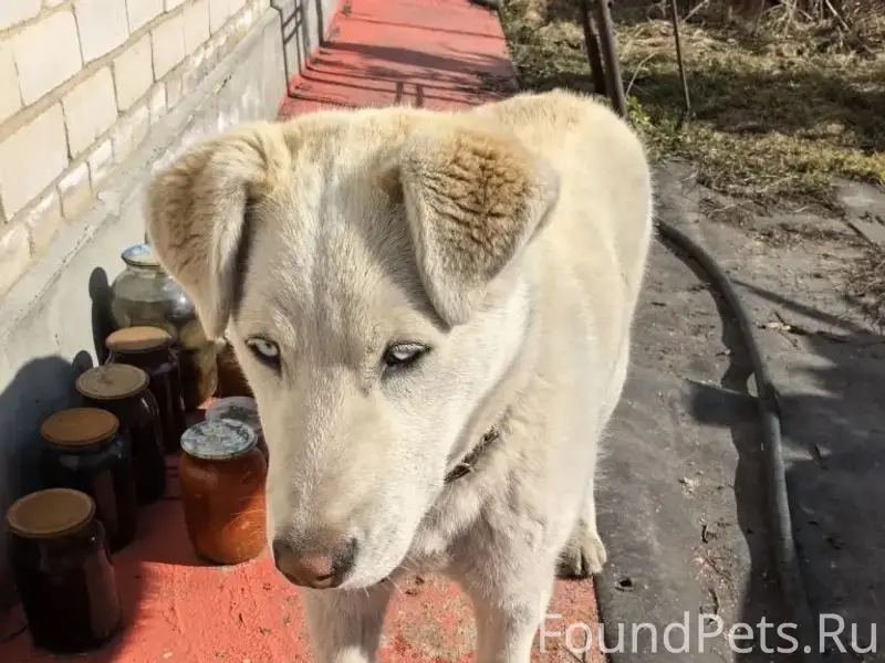 Найден пёс, пгт Знаменка, ул. Лесная