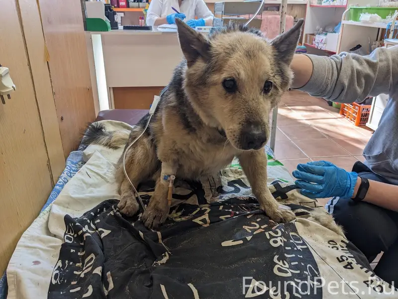 Найден старый пёс, Машмет, остановка Танеева