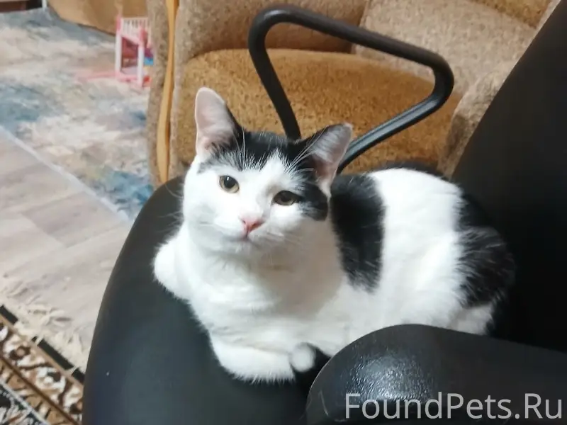 Пропал кот Тёма, 2я Базарная