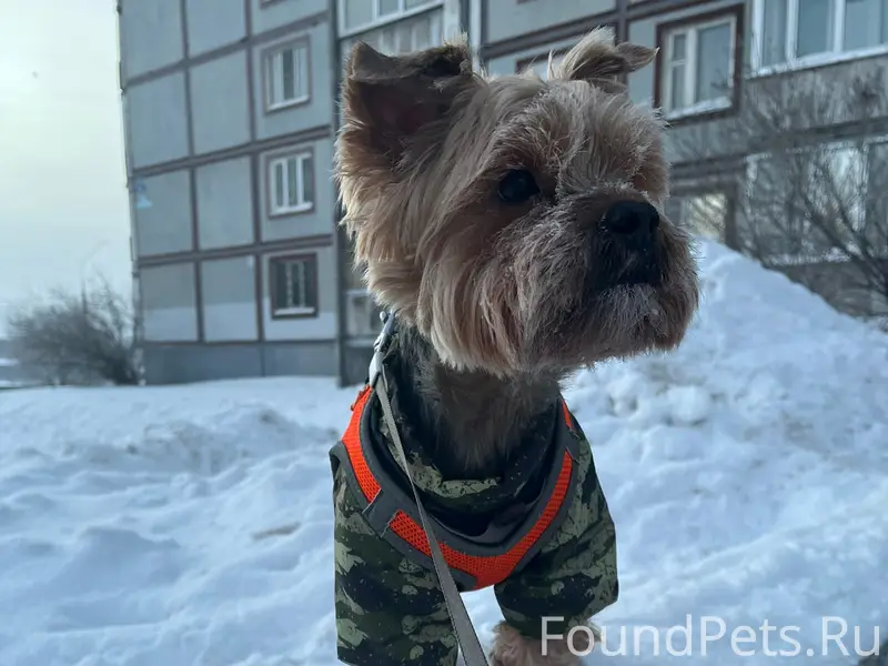 Пропал пес Арчи, район Ленина-Набережная