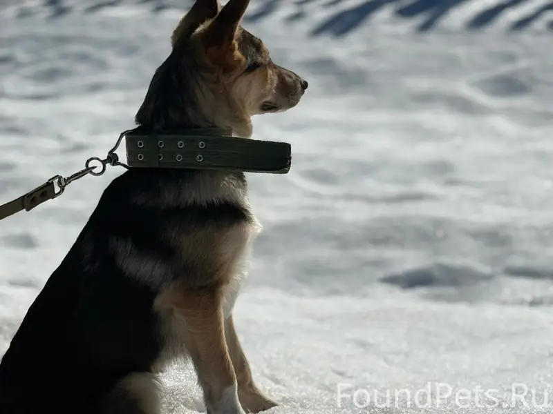 Пропал щенок Барни, поселок Красный Куст