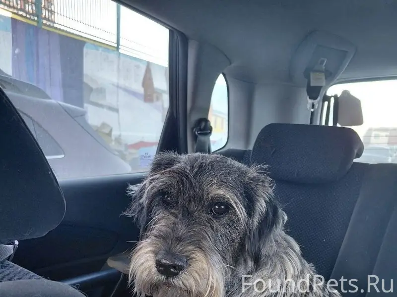 Найден Миттельшнауцер, Москва, платформа МЦД Битца