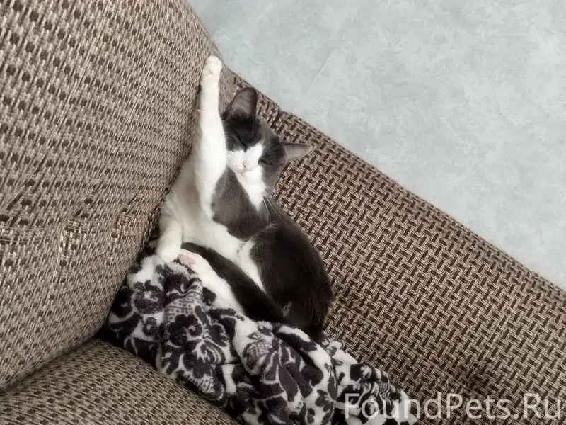 Пропал кот Кота, Филино