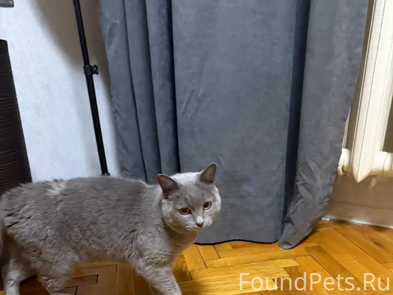 Найден кот, возможно британец, микрорайон Маклино