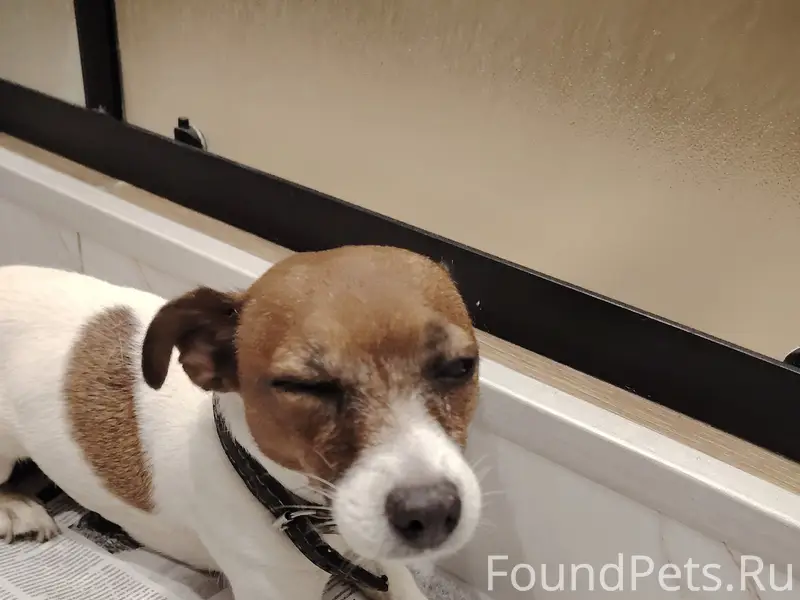 Найден Джек рассел, с ошейником